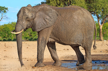 Large African Elephant standing on the African Plains in Makololo,  Hwange, Zimbabwe