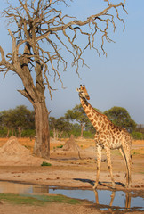 Portrait view of a tall giraffe standing next to a dry tree on the plains in Hwange, Zimbabwe