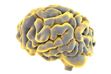 Human brain isolated on white background, 3D illustration