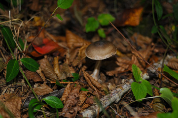 Beautiful mushroom in the forest