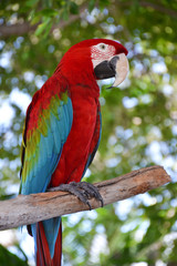 Portrait of Amazon macaw parrot