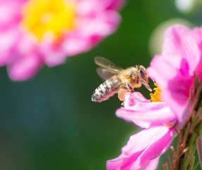 Bee flying to a pink anemone flower