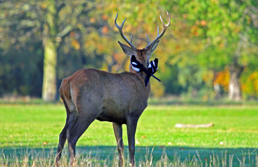 Deer Stag with magpies perched on it's antlers in Richmondd pARK, loNDON