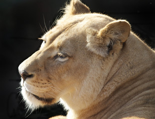 Side profile of a lioness with a natural black background