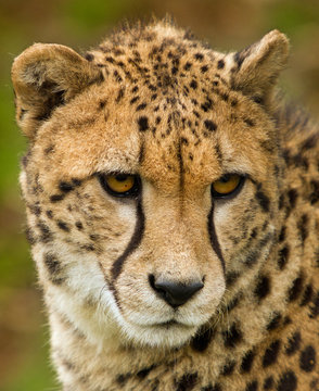 Close up of a Adolescent Cheetah Face, looking forlorn © paula