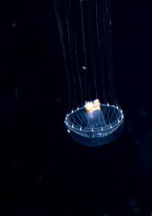 Unidentified jellyfish species at night in the ocean.