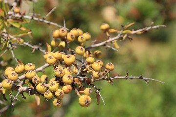 Trockene Sommerlandschaft am Mittelmeer