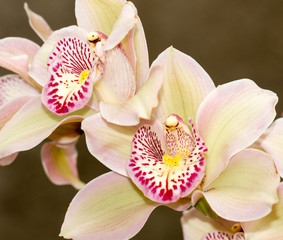 Fototapeta na wymiar close up of two orchid flowers in full bloom