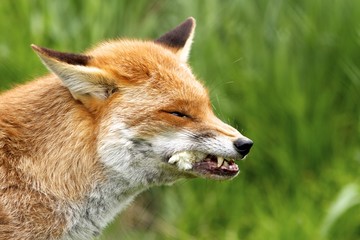 Red Fox feeding on a small chick
