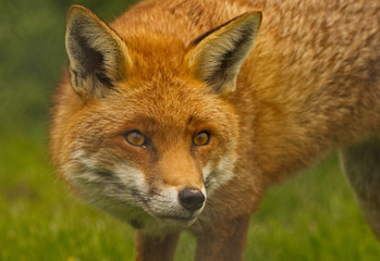 Naklejka na ściany i meble Sly Cunning British Red Fox looking dorectly ahead