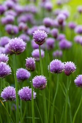 Bunch of purple chive flowers in bloom with a natural garden background
