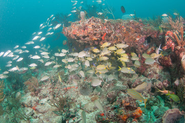 Naklejka na ściany i meble An aggregate of species schooling above a coral reef.