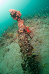 An old ships anchor encrusted with coral.