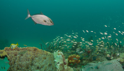 An aggregate of species schooling above a coral reef.