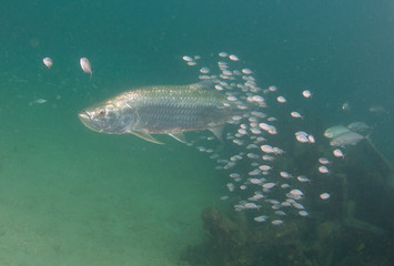 Obraz premium Tarpon swimming in the ocean surrounded by smaller fish.