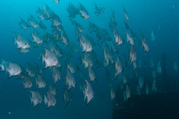 Fototapeta na wymiar School of Spadefish swimming in the ocean.
