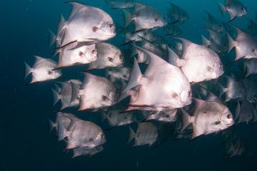 School of Spadefish swimming in the ocean.