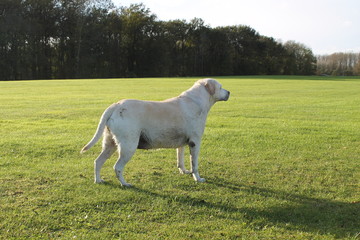 Obraz premium labrador retriever