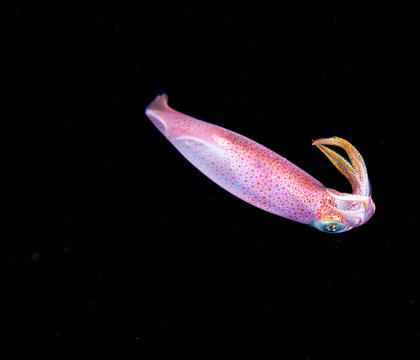 Image of small squid taken at night.