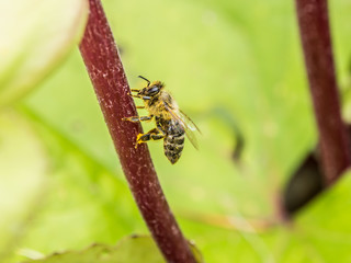Pollinating, Picture of honey bee sitting on a flower sprig with green background