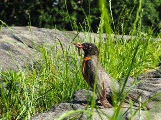 Cute, small bird with its prey hiding in the grass. Bird with worm in bill.