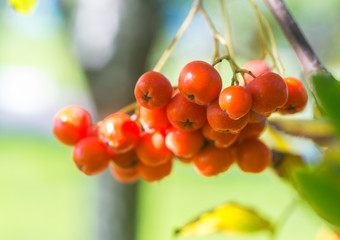 ripened rump in a branch macro photo