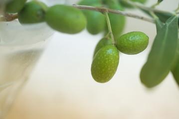 Olive branch macrophoto background