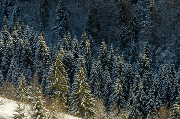 Firry forest in winter on the mountain in the snow. Christmas and New Year's texture.