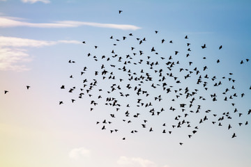 Flock of red winged blackbirds take to the sky in the summer's evening