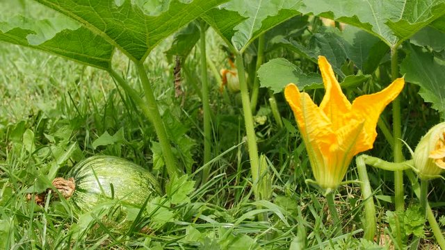 Green pumpkin and flower in the garden.
