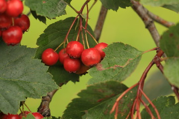 ripe hawthorn berries