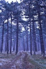 Fototapeta premium Winter forest with tall pines