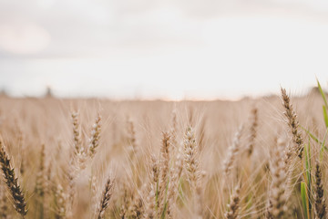 Fototapeta premium Agriculture. Ears of organic rye in the field