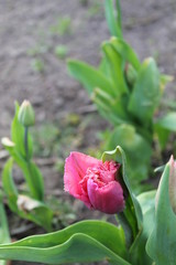 Naklejka premium wild flower