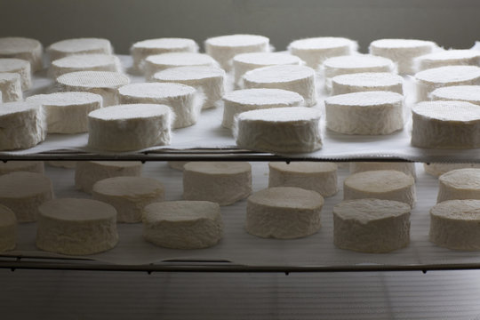 Organic Goat Cheese in Process