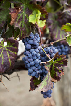 Purple Grapes on Vine
