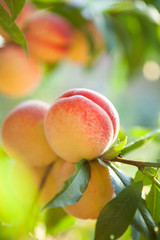 branch of ripe peaches