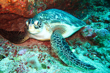 Naklejka na ściany i meble A Beautiful Turtle Under the Ocean