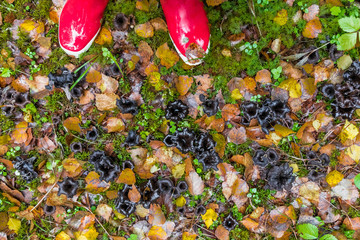 Someones legs in red rubber boots near Black trumpet Caterellus mushroom, Horn of Plenty,...