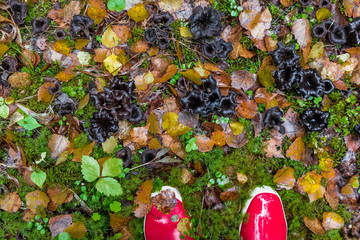 Someones legs in red rubber boots near Black trumpet Caterellus mushroom, Horn of Plenty, Caterellus cornucopioides, in lush moss in the forestin the forest, close up top view, autum concept