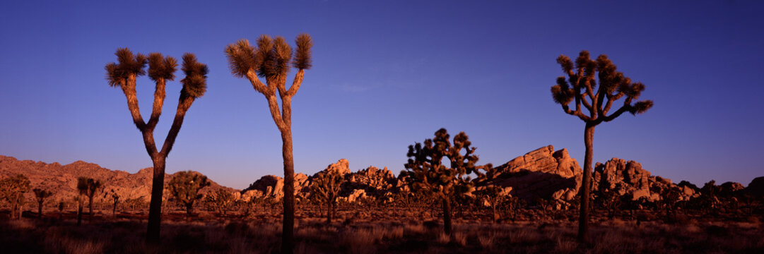 joshua Tree National Park