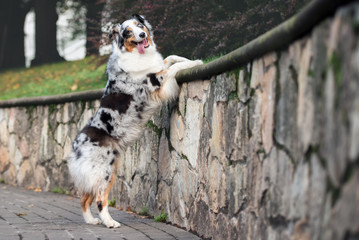 australian shepherd dog posing by a wall in the park