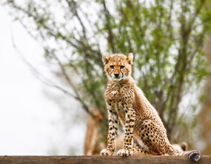 Cheetah cub