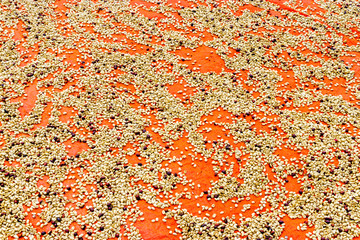 Coffee beans drying on a piece of plastic in the Mount Elgon national park in Uganda