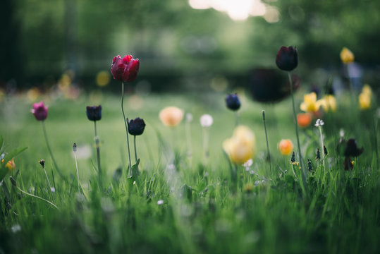 Tulips on a green grass background