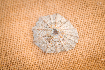 Seashell on a warm fabric artist background