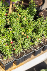 Different potted plants and seedlings in the florist shop.