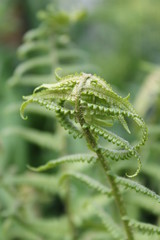fern