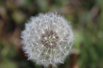 Fototapeta premium dandelion