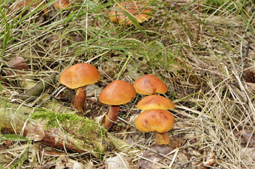 Butterpilze im Fichtenwald, Suillus huteus